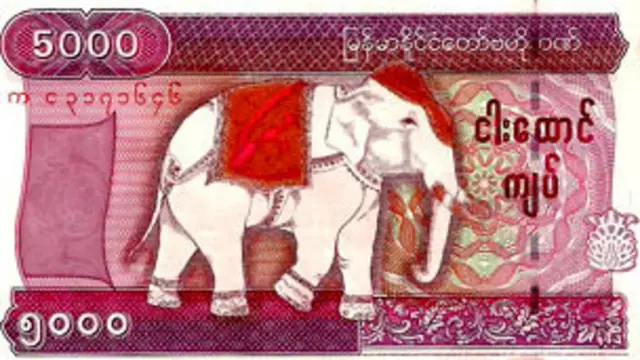 elephant