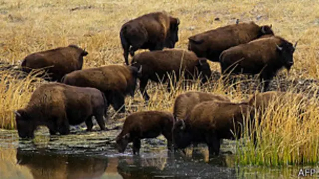 Búfalos del parque de Yellowstone