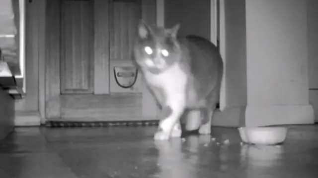 امریکہ نے بلیوں کو بھی جاسوسی کے لیے استعمال کیا لیکن یہ تجربہ کامیاب ثابت نہیں ہوا