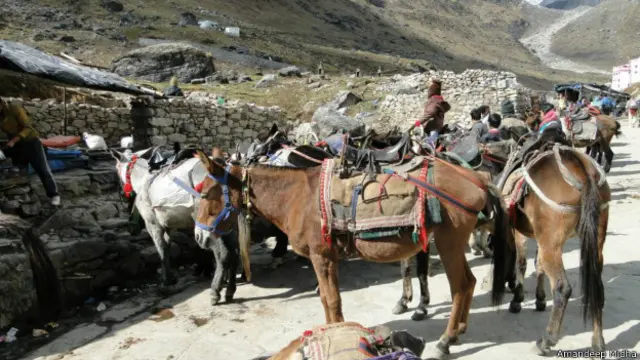 केदारनाथ घाटी में खड़े खच्चर