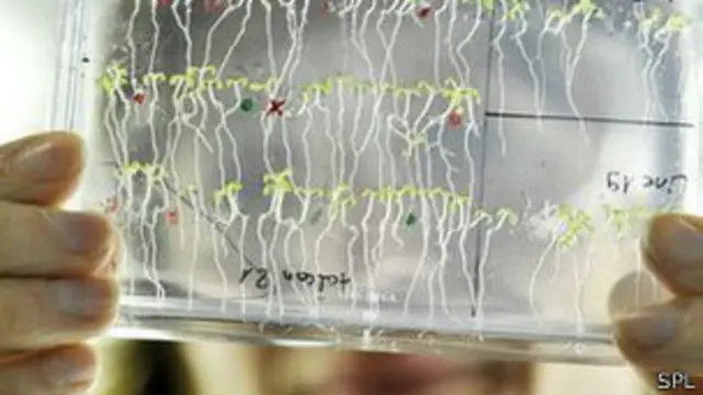 वैज्ञानिकों ने एराबिडोप्सिस नाम के इस पौधे को मॉडल पौधे के रूप में इस्तेमाल किया. 