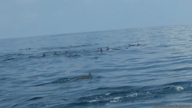 Dophins in Kalpitiya sea