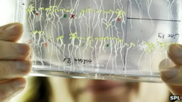 Arabidopsis thaliana