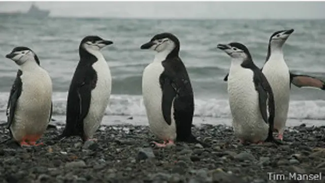 Pingüinos en Antártica