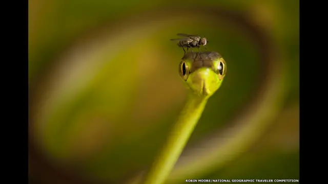 Fotografias fazem parte da seleção do 25° Concursoaplicativo apostas onlineFotosaplicativo apostas onlineViajantes da National Geographic. | Foto: Robin Moore