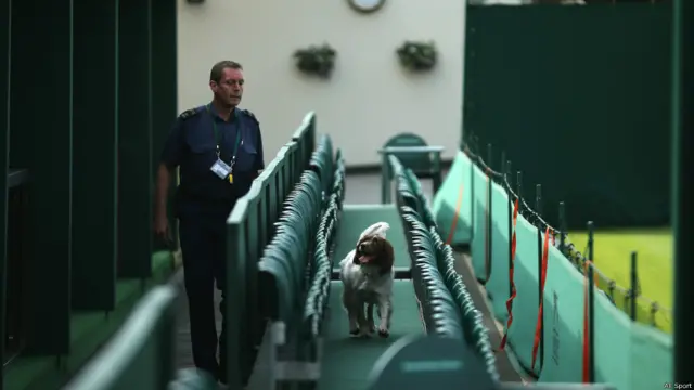 Anjing pelacak turnamen Wimbledon, All sport