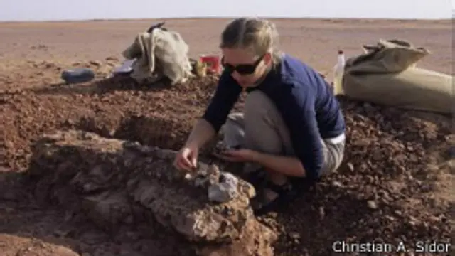 Tara Smiley excava el esqueleto del Bunostego