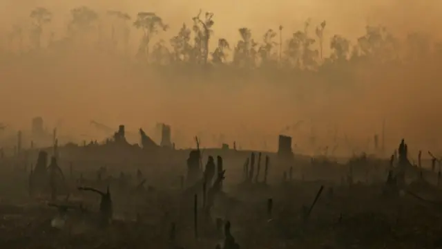 Polisi belum menyebut nama lima perusahaan yang diduga terlibat pembakaran.