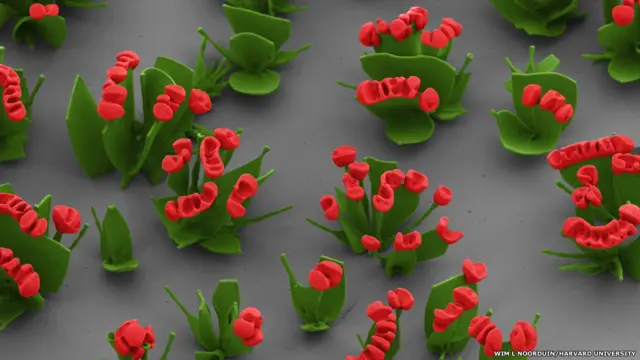 يضيف التفاعل الثانوي طبقة من السيليكا للتركيبات التي تشبه الأزهار، وأيضا يسمح باستمرار تكوين كريستالات كربونات الباريوم. 