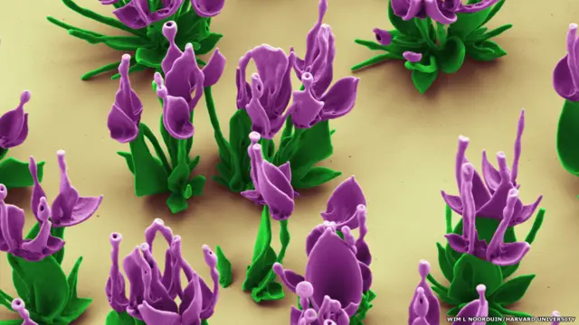 يقول نوردين: "طالما طرحت تساؤلات حول كيف تتكون الأشكال المعقدة في الطبيعة، وعملنا قد اثبت ما نستطيع فعله خلال بعض التغييرات في التركيب الكيميائي والبيئة المحيطة." 