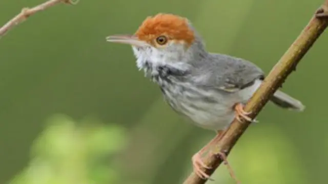 पक्षियों की इस नई प्रजाति को कंबोडियन टेलरबर्ड नाम दिया गया है.