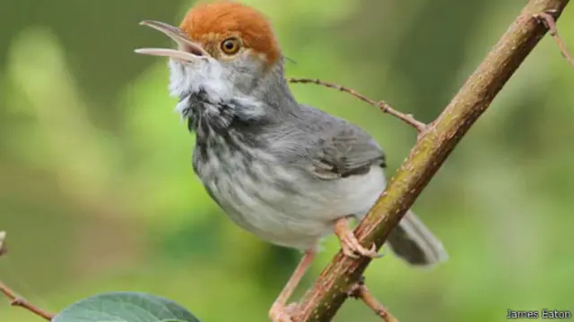 Pájaro Sastre Camboya
