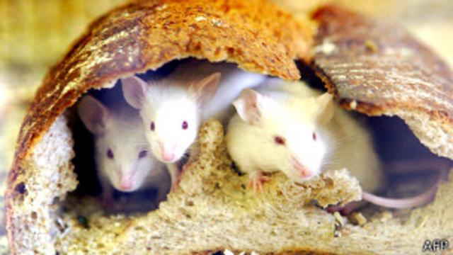 Ratos365bet ao vivolaboratório / AFP