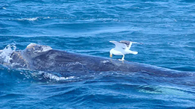 Gaviota picando una ballena