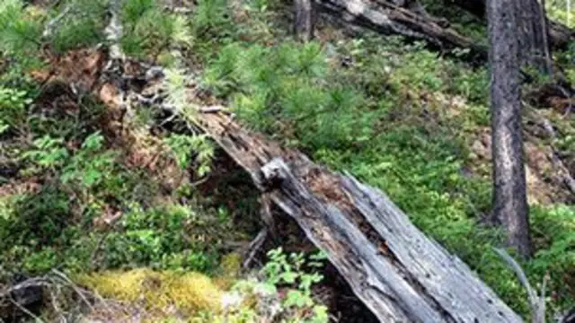 تینگا جنگل میں شہابیے کی بارش کی زد میں آنے والے پیڑ ابھی تک پڑے ہوئے ملتے ہیں