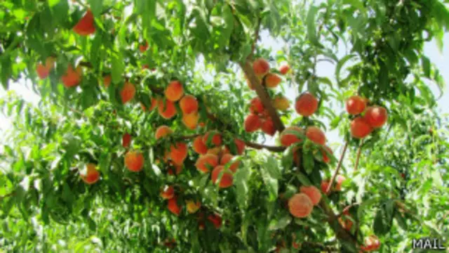 غوریانی: بودجه این پروژه به ۱۰۰ میلیون دلار افزایش و به پروژه ملی تبدیل شده است