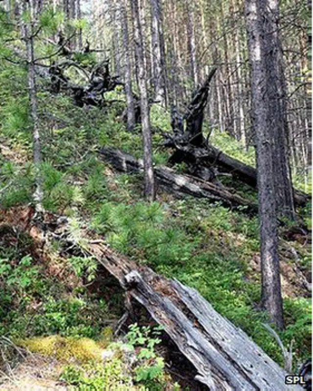 Поваленные деревья в тунгусской тайге