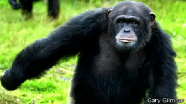 चिम्पांजी 