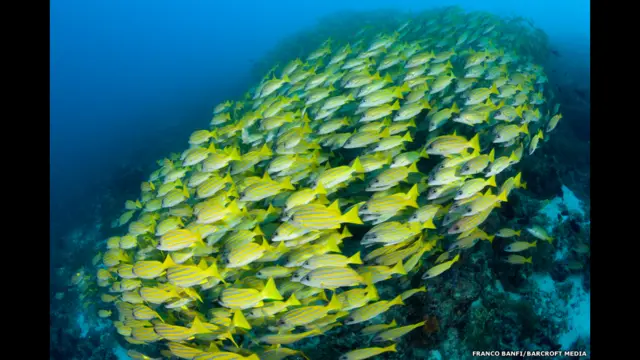 Lutjanus Quinquelineatus