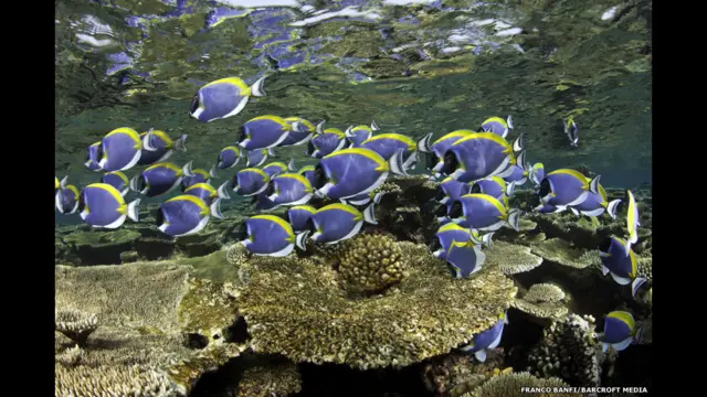 Acanthurus Leucosternin