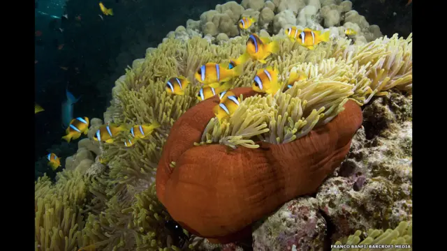 Ikan Amphiprion Bicinctus -yang sering juga disebut ikan badut- ini diabadikan di Laut Merah