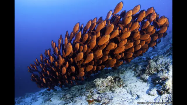 Ikan berwarna oranye. Foto-foto Franco Banfi