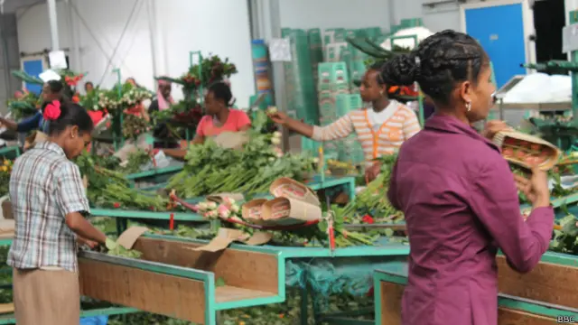 इथियोपिया में करतुरी के पास लीज़ पर 1,10,000 हेक्टर ज़मीन है