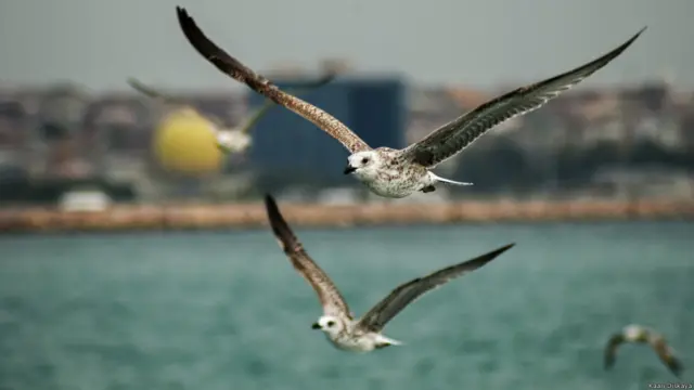 (Fotoğraf: Kaan Dişkaya)