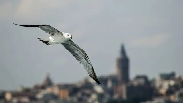 (Fotoğraf: Kaan Dişkaya)