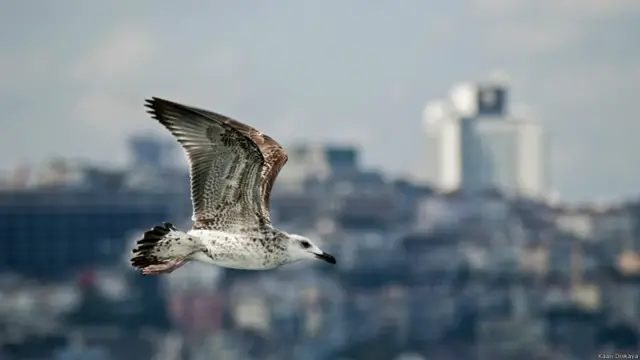 (Fotoğraf: Kaan Dişkaya)