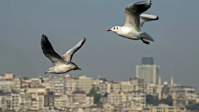 (Fotoğraf: Kaan Dişkaya)