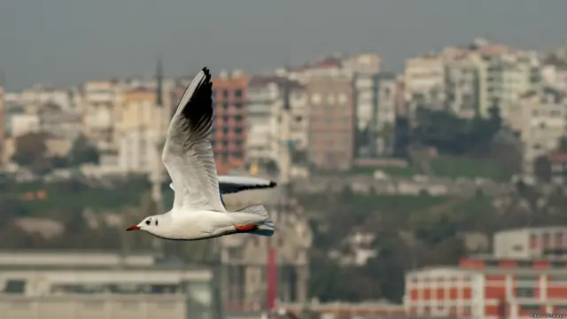 (Fotoğraf: Kaan Dişkaya)
