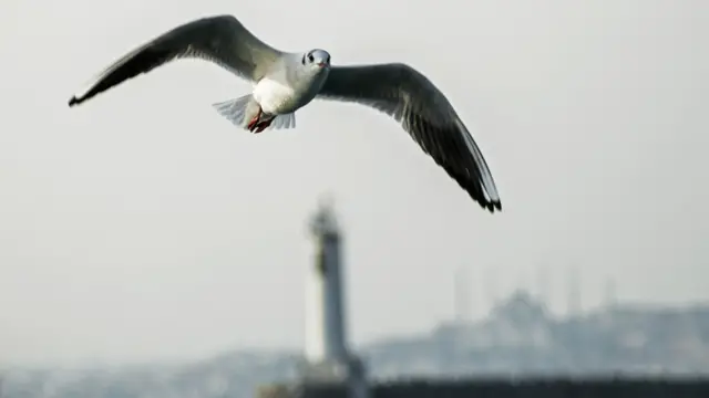 (Fotoğraf: Kaan Dişkaya)