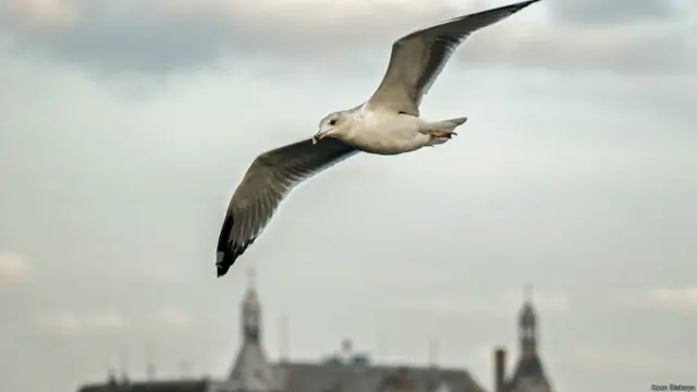 (Fotoğraf: Kaan Dişkaya)