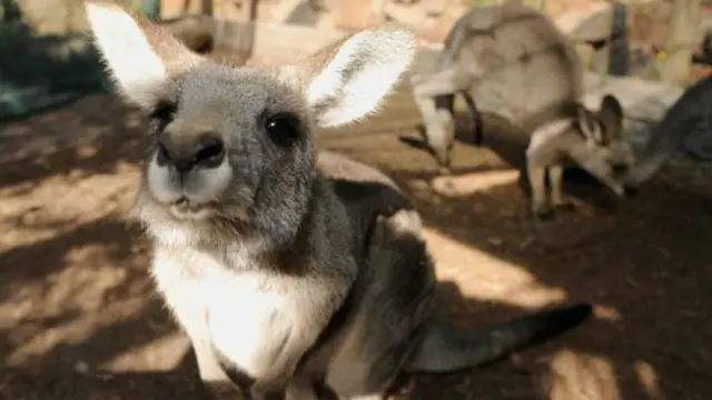 这样天真无邪的大眼睛……