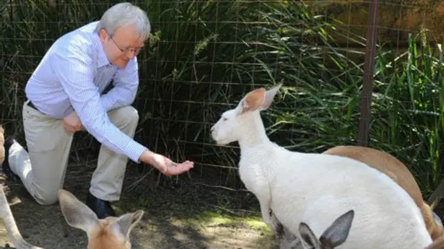 许多澳洲人坚决不吃袋鼠肉(图中人为陆克文)