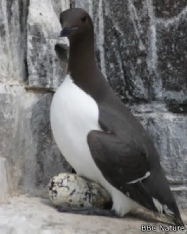 Ave marina Guillemot o arao común con un huevo