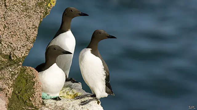 Aves marinas Guillemot o araso comunes en un acantilado