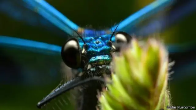 фото природы, фото несекомых