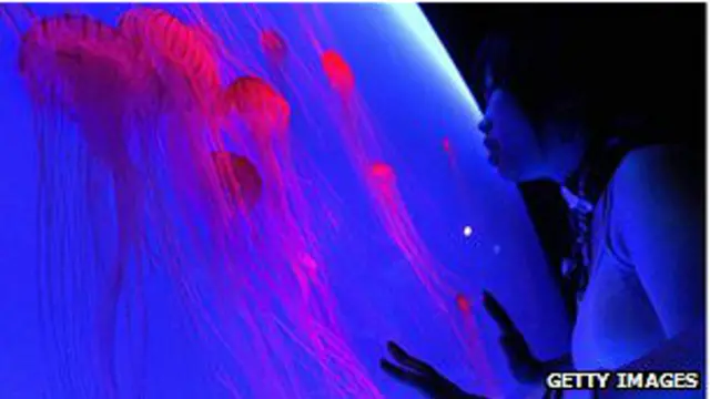 Imagen del parque Ocean