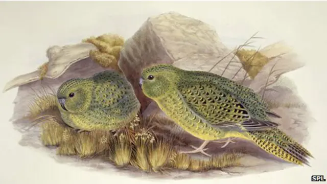 निशाचरी तोते 