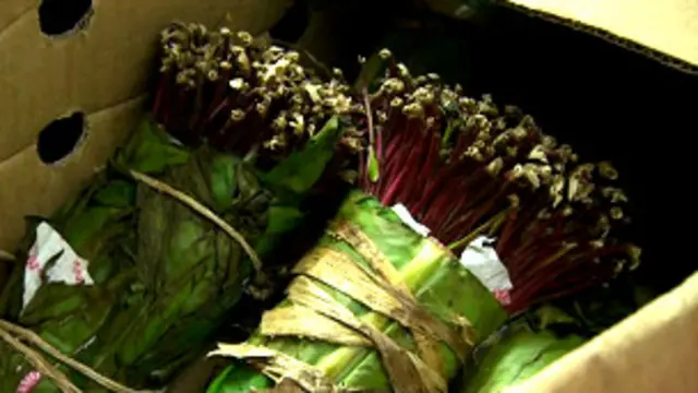 كينيا تناشد بريطانيا بعدم حظر نبات القات