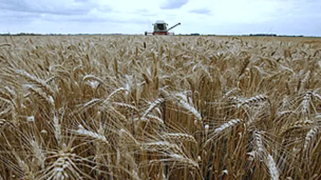 Campo de trigo. Reuters