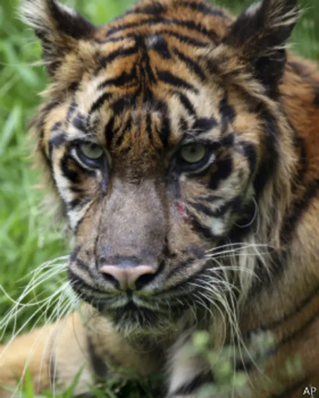 सुमात्री शेर