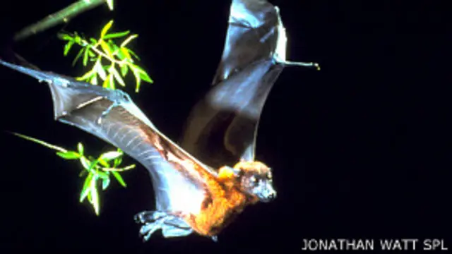 Murciélago de la fruta Foto SPL