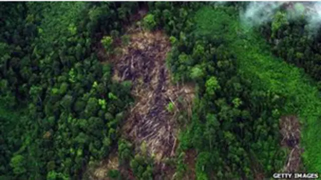 رپورٹ میں محفوظ خوراک اور غذا کے حوالے سے بھی جنگلات کی اہمیت اجاگر کی گئی