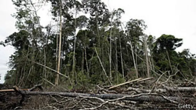 Destruição em floresta da Sumatra, na Indonésia (Getty)