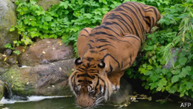 Суматранский тигр пьет в зоопарке Франкфурта (3 июля)