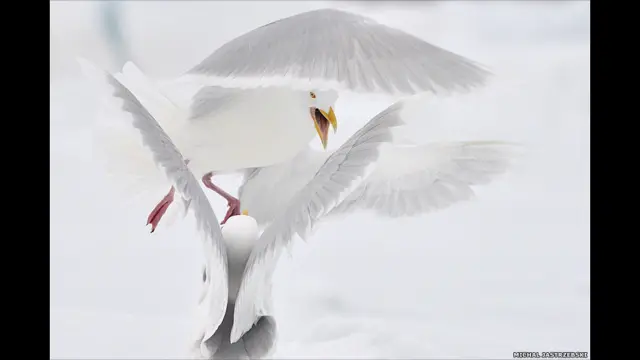 सीगल, नॉर्वे, माइकल जेस्ट्रजेबेस्की 