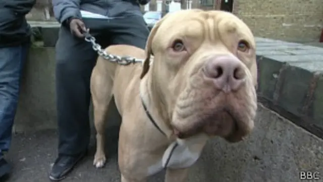 Французский мастиф